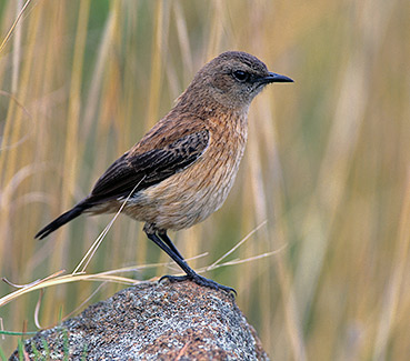 Buff-streaked Chat female